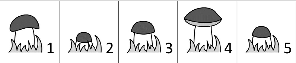 Five numbered photos of a mushroom at different stages of growth.
